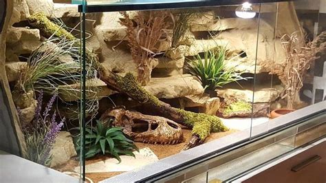 welovebeardeddragons.info - This website is for sale ...