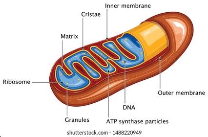 14 Mitochondrial Labelled Images, Stock Photos & Vectors | Shutterstock