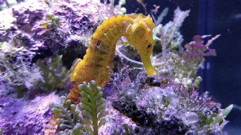 Seahorse Facts: Habitat, Behavior, Diet