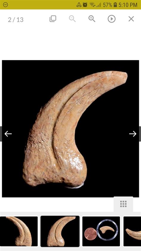 Dromaeosaur claws from Judith River? - Fossil ID - The Fossil Forum