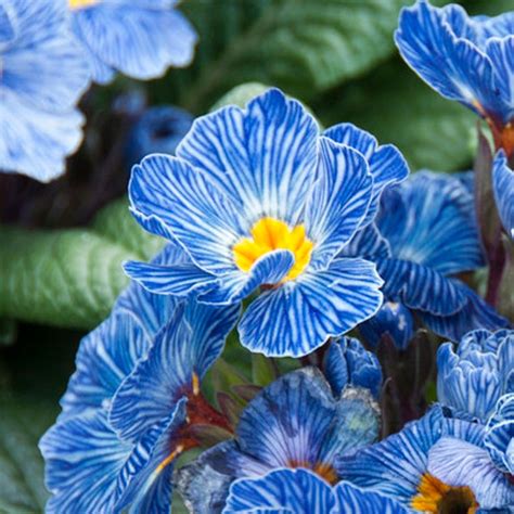 Blue Zebra Primrose, Primula acaulis | American Meadows