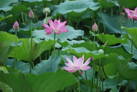 Water Lotus | Live Pond Plants