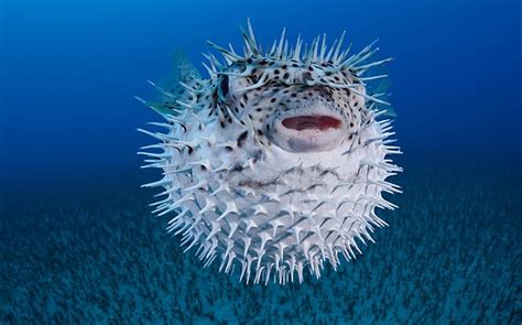 Poisonous pufferfish hospitalises eleven family members in Brazil