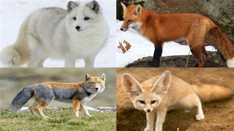 All Fox Species (Genus Vulpes) - Species List - YouTube