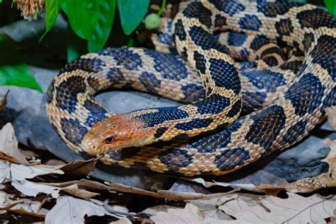 Fatos fascinantes sobre a cobra raposa