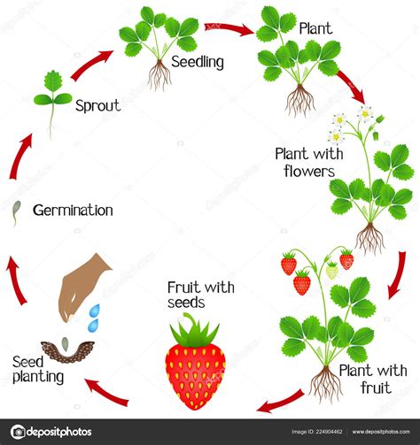 Growing Plants Cycle - Okejely Garden Plant