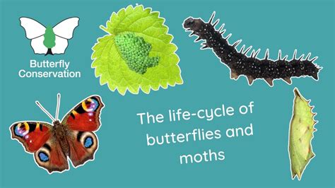 The Life Cycle of Butterflies and Moths - YouTube