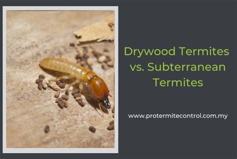 Drywood Termites vs. Subterranean Termites - The Full Guide