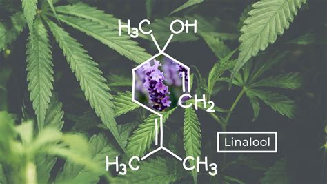 Understanding Terpenes: What is Linalool? | Fast Buds