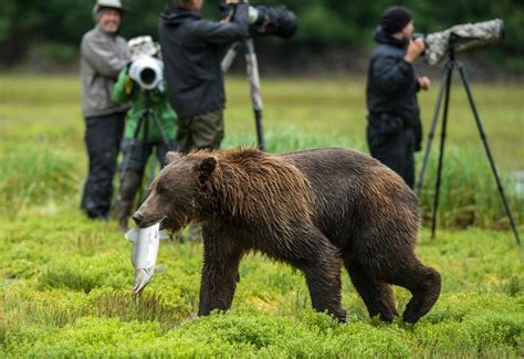 Kodiak Island Wildlife | Jack Jewell Photography