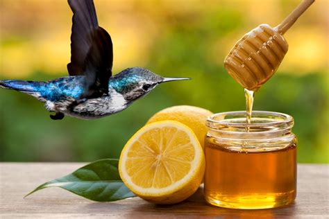 Can Hummingbirds Have Honey? The 4 Main Reasons That Will Make You ...