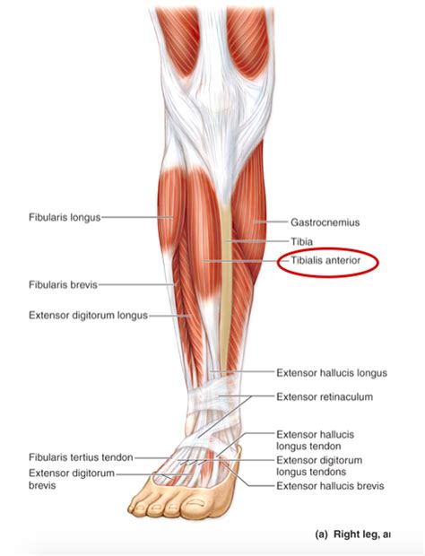 Diagram of Muscles of the Anterior Leg (Crural) | Quizlet