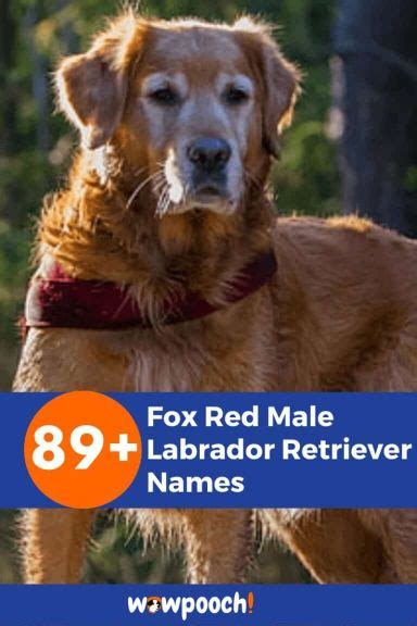 Fantastic 89+ Best Fox Red Labrador Retriever Names For Male Dogs ...