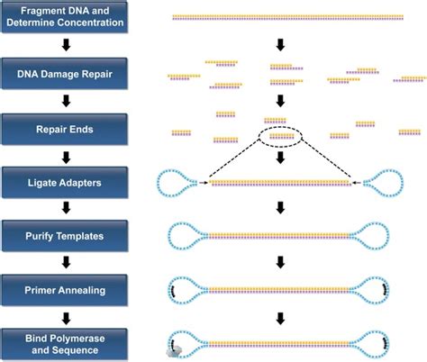 The PacBio sequencing - BIOINFORMATICAMENTE