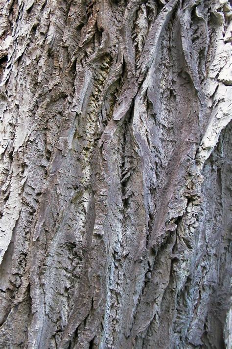 Populus nigra - Black Poplar - bark. | A Tree Hug. | Pinterest