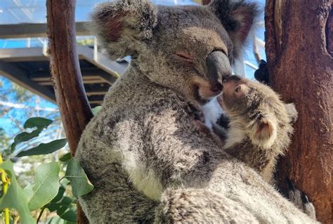 You can name this newborn baby koala - Holidays with Kids