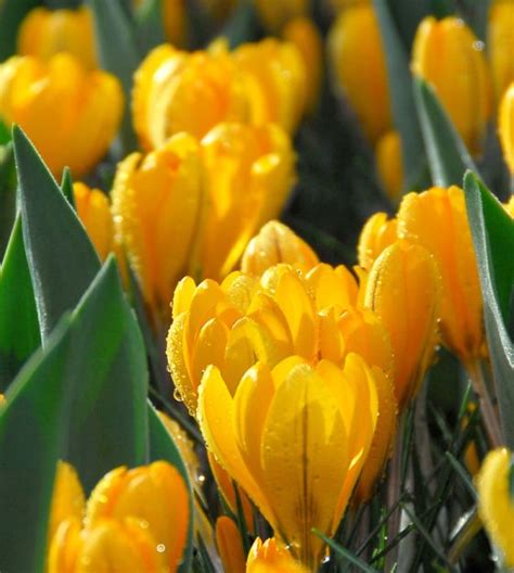 Crocus flavus Golden Yellow