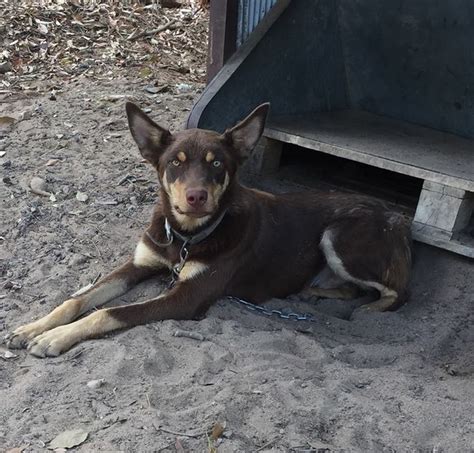 Pure Bred Kelpie | Livestock - Dogs For Sale