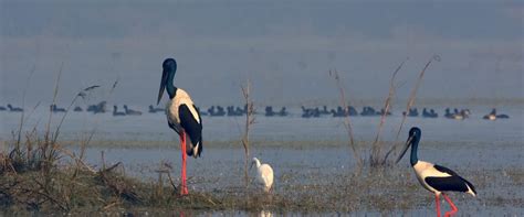 Keoladeo National Park Tour Package at best price in Mumbai | ID ...