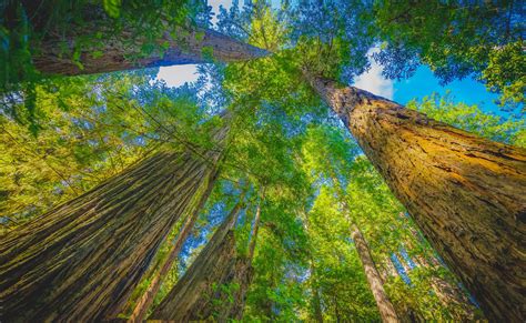 Adam Grove in Jedediah Smith Redwoods State Park - Visit Del Norte County