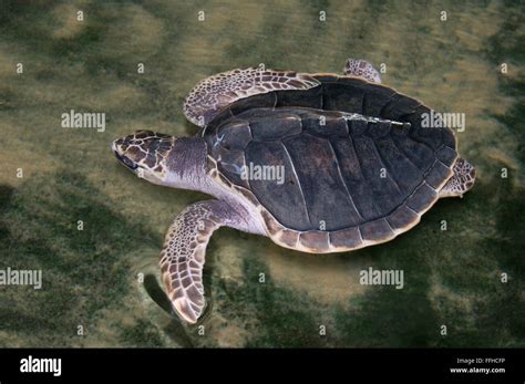 March 3, 2016 - young Pacific ridley sea turtle, olive ridley sea ...