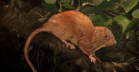 Strangely endearing giant ginger rat discovered | Metro News