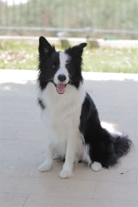 When Do Border Collie Ears Stand Up & Why? - BorderCollieTalk