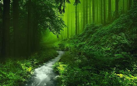 Free download Beautiful Forest HD Image Live HD Wallpaper HQ Pictures ...