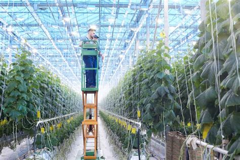 From Deserts to Harvests: Greenhouse Farming in Saudi Arabia