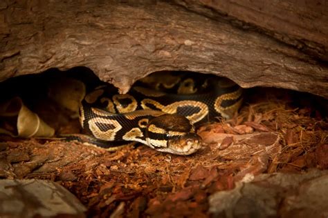 Ball Python Natural Habitat – Understanding their origins – BALL PYTHON ...