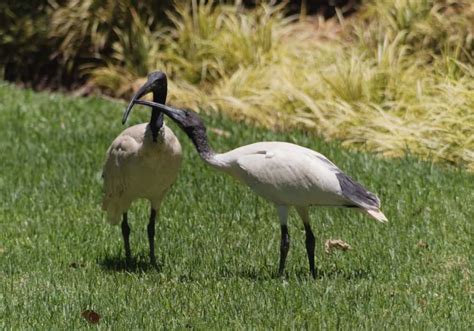 Ibis Symbolism: 11 Spiritual Meanings of Ibis