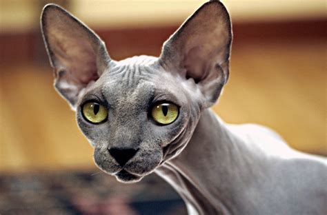 La alimentación del gato esfinge o gato sphynx - NUTRO™