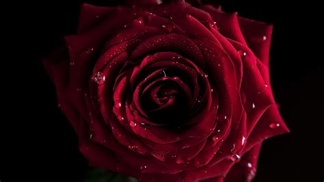 10 Top Dark Red Rose Wallpapers FULL HD 1080p For PC Desktop 2024