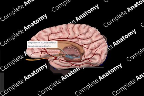 Temporal Horn of Lateral Ventricle | Complete Anatomy