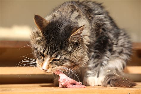 Finicky Cats: Transitioning to Raw - True Carnivores