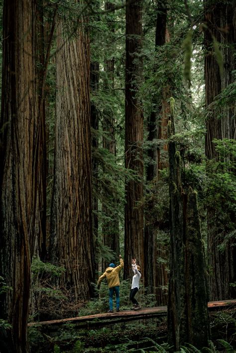 9 EPIC Hikes at REDWOOD NATIONAL PARK (+Helpful Video)