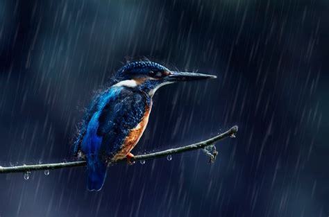 View Kingfisher Bird Images Hd Background - Wallpaper HD Collections