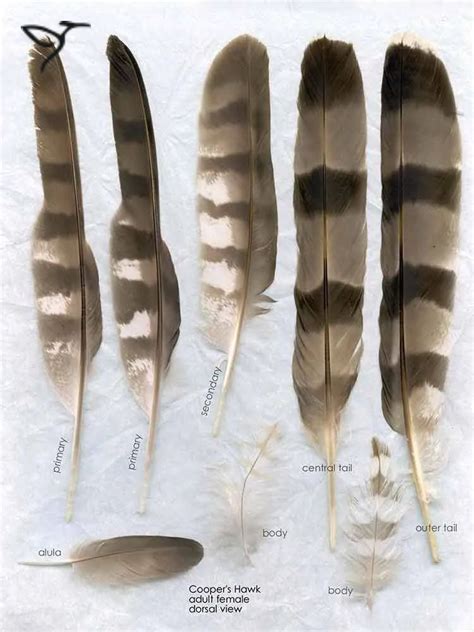 What Does A Hawk Feather Look Like? | Hawk feathers, Feather, Feather ...