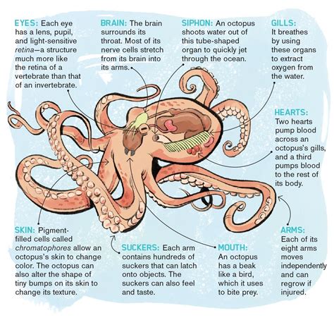 Giant Pacific Octopus Anatomy