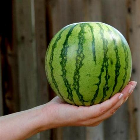 Mini Watermelon Sugar Baby Seeds - Price €2.25