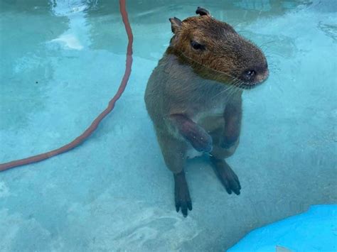 Capybaras Underwater | Dobby the Capybara