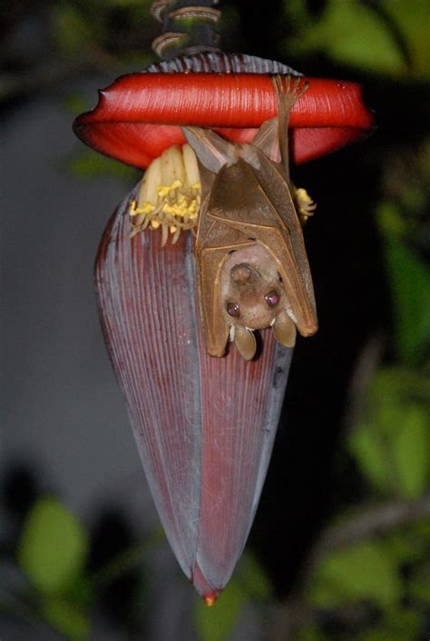 Banana Bat | Every night, a little after sunset, this bat co… | Flickr