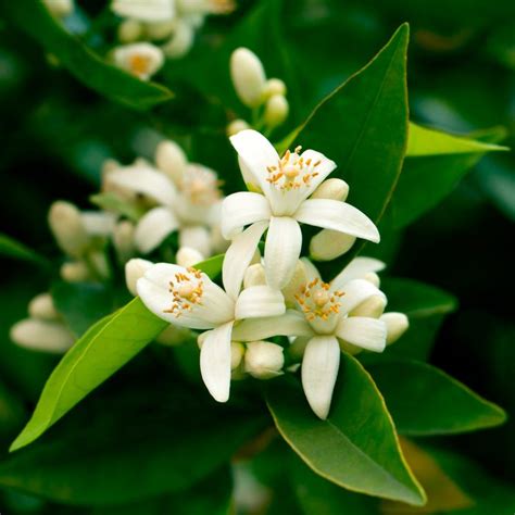 Orange Tree Flower