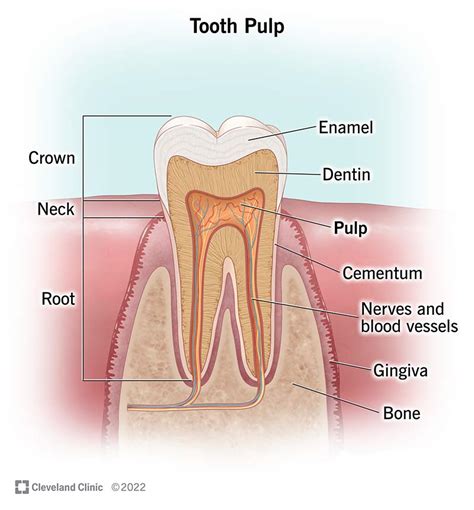 What Is Tooth Pulp?