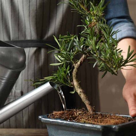 Indoor Bonsai Tree Care: Tips and Techniques for Healthy Growth