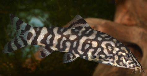 Loach - A-Z Animals