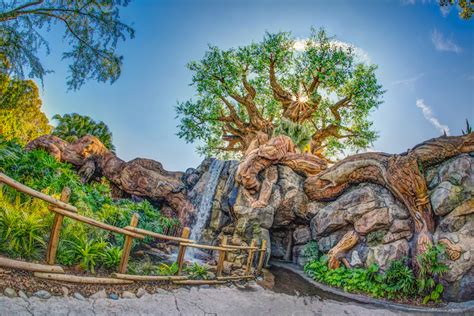 5 Fascinating Facts About Animal Kingdom's Tree of Life - WDW Magazine