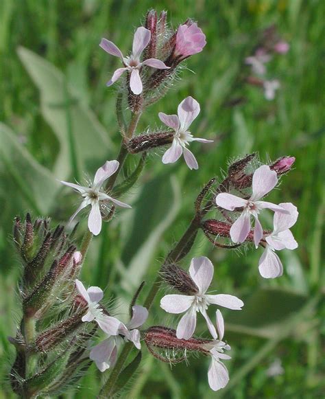 Flower Gallery :: Caryophyllaceae :: AAAA9880