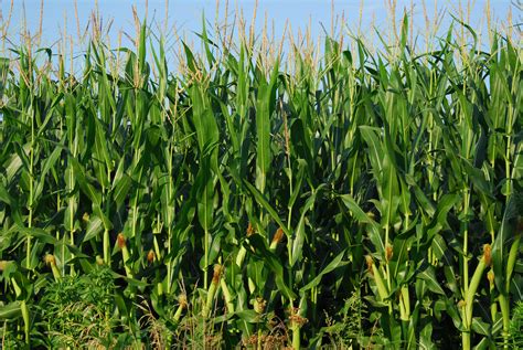 Corn Field in Missouri — Shane Holden