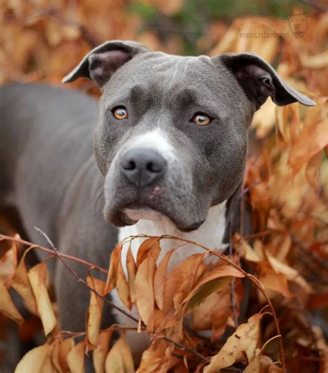 14 Awesome Facts About American Staffordshire Terriers - The Paws